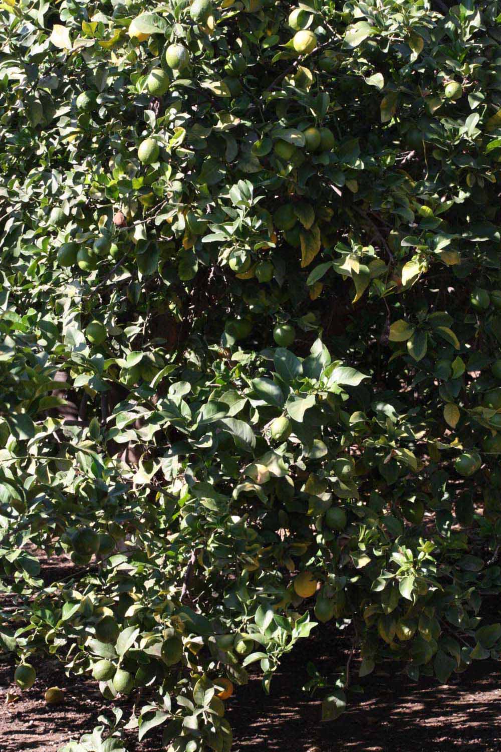            Habit (Riverside, CA)   